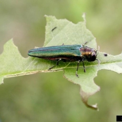 Emerald Ash Borer Expanded Regulation Area in BC photo