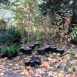 Glenbrook Ravine Planting 2023 photo