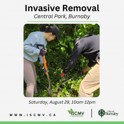 Invasive Removal - Central Park - August 2026 photo