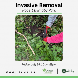 Invasive Removal - Robert Burnaby Park - July 2026 photo