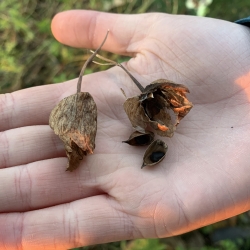 BC Seed Gathering photo